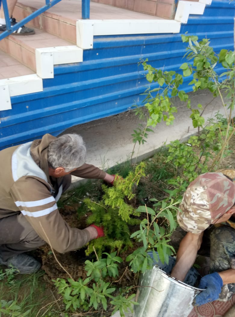 Высадка лиственницы в полисаднике | Жилищный стандарт